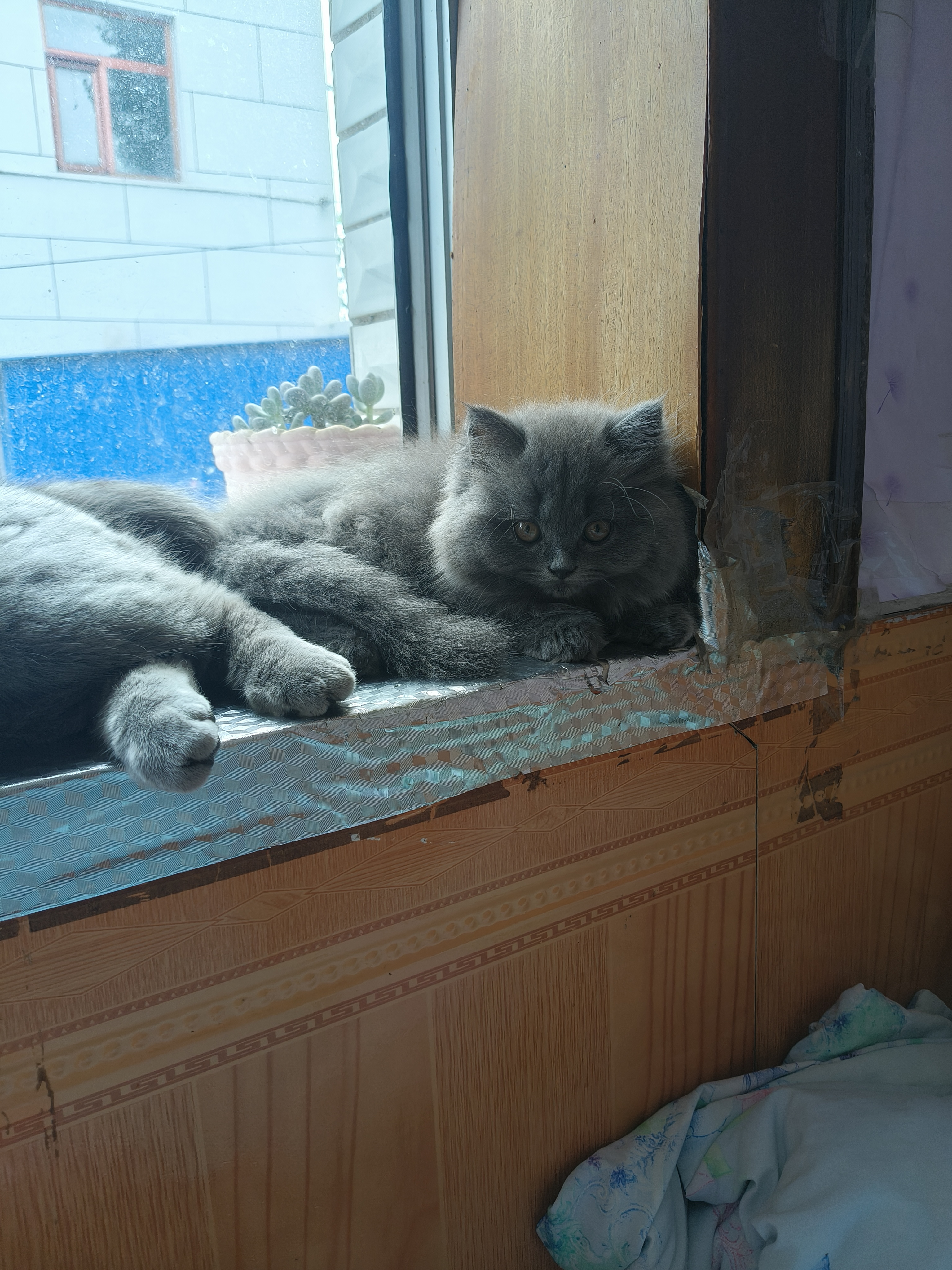 蓝猫高地妹妹喜欢的私聊，价格不高